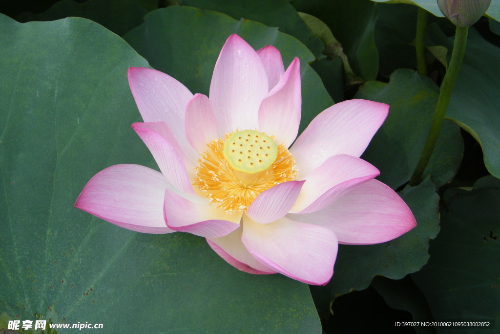 莲花