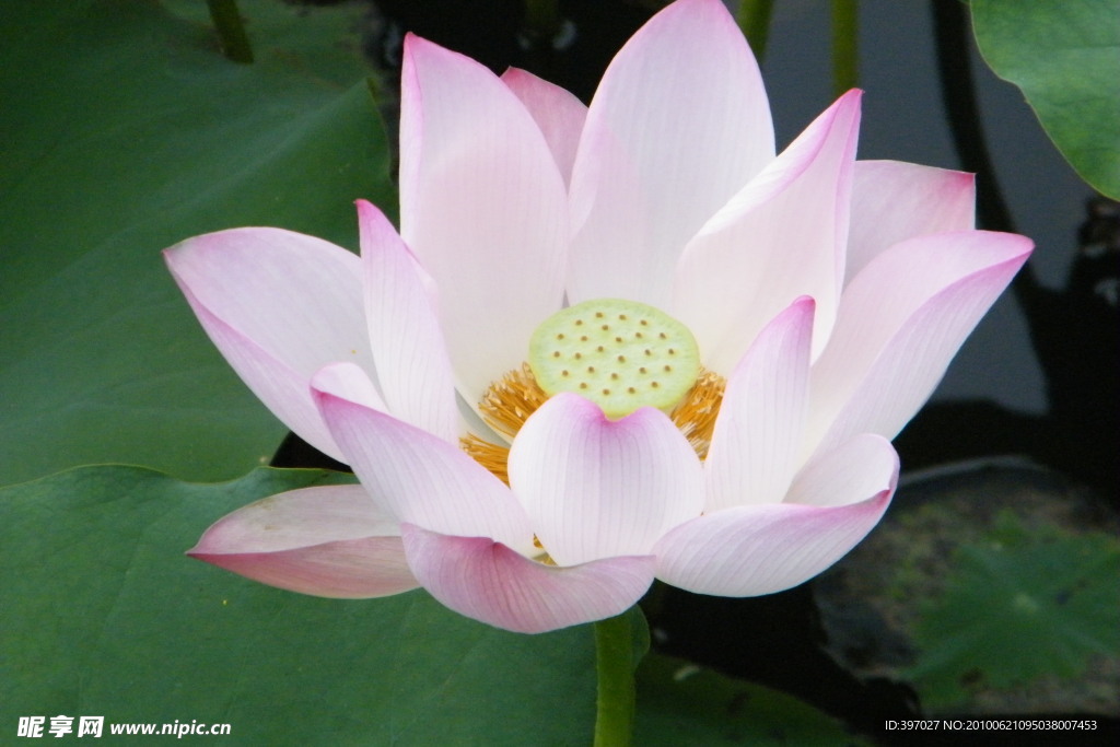 莲花