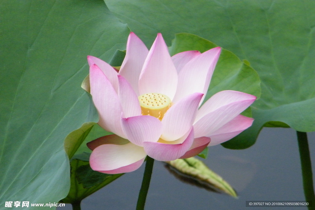莲花