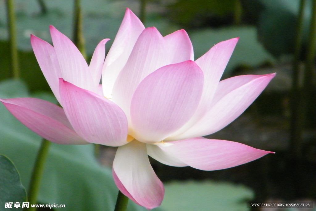 莲花
