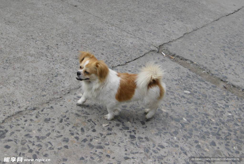 小狗