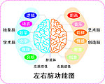 左右脑功能图