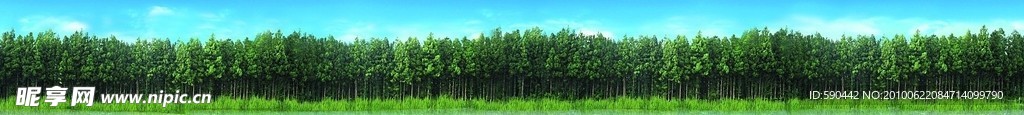 森林