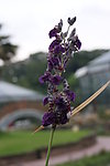 紫色花