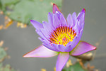 莲花