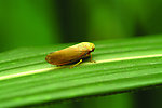昆虫蝉