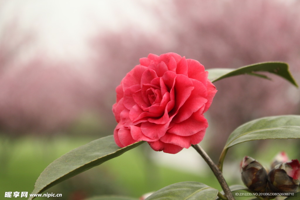 山茶花