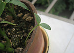 生机勃勃 绿芽 嫩芽