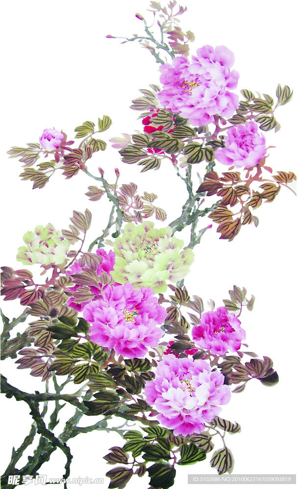 牡丹