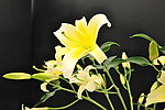 百合花