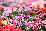 花卉