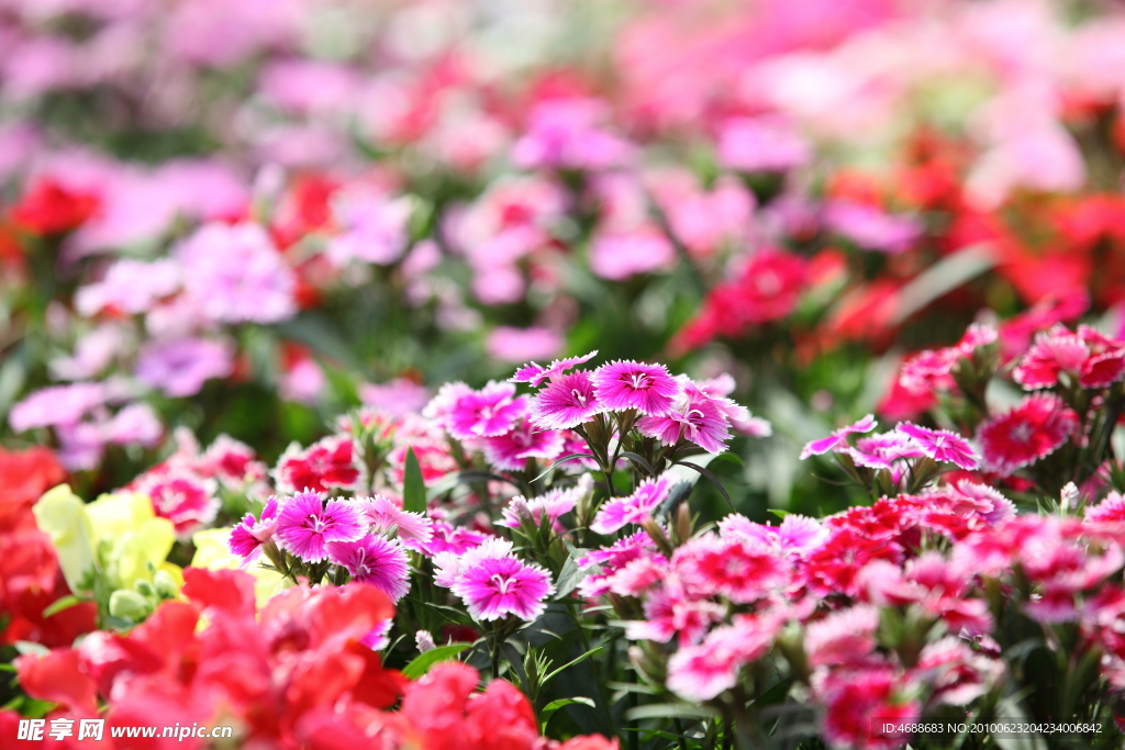 花卉