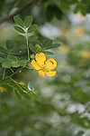 野花