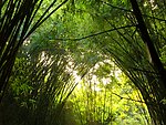 福州森林公园竹林