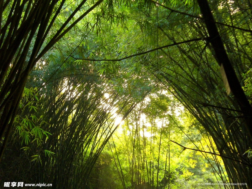 福州森林公园竹林