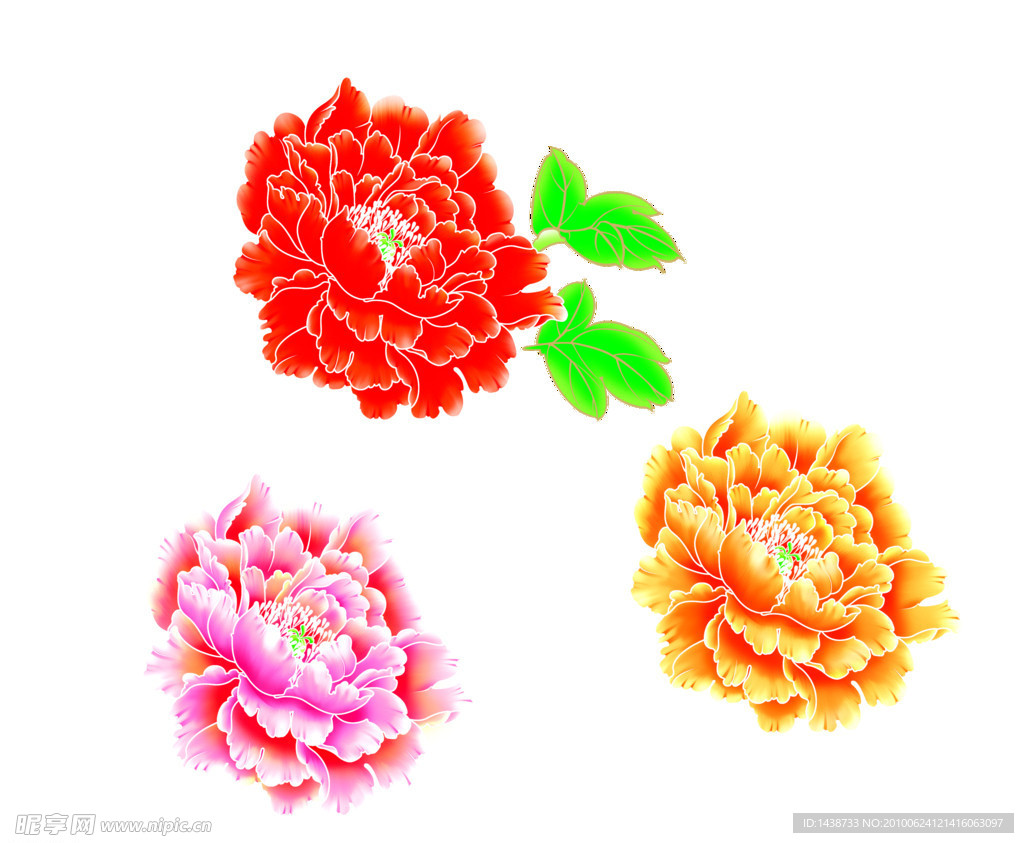 牡丹花