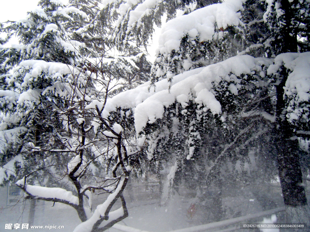 落雪