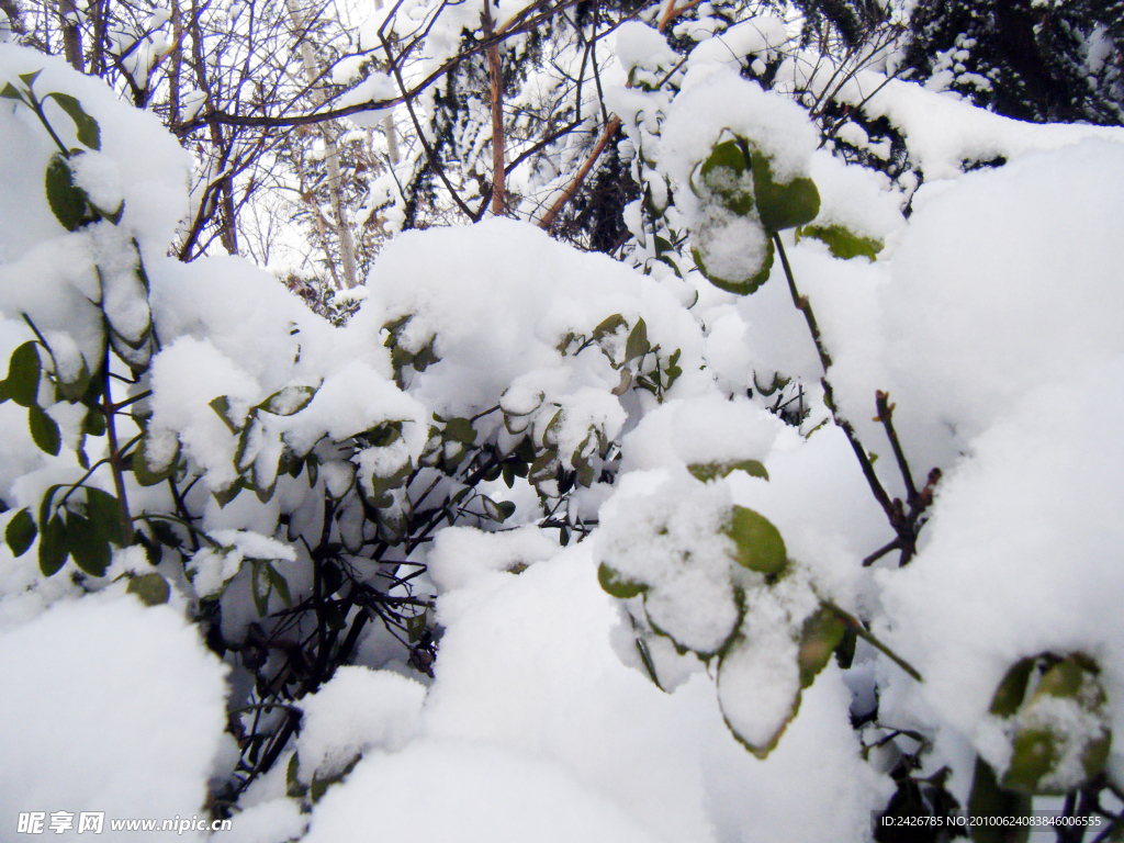 积雪