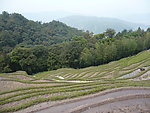 梯田