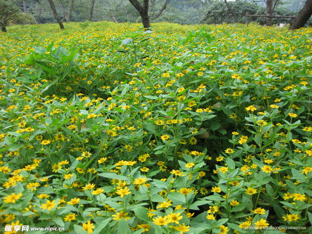 野菊花