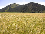 麦穗