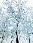 雪景