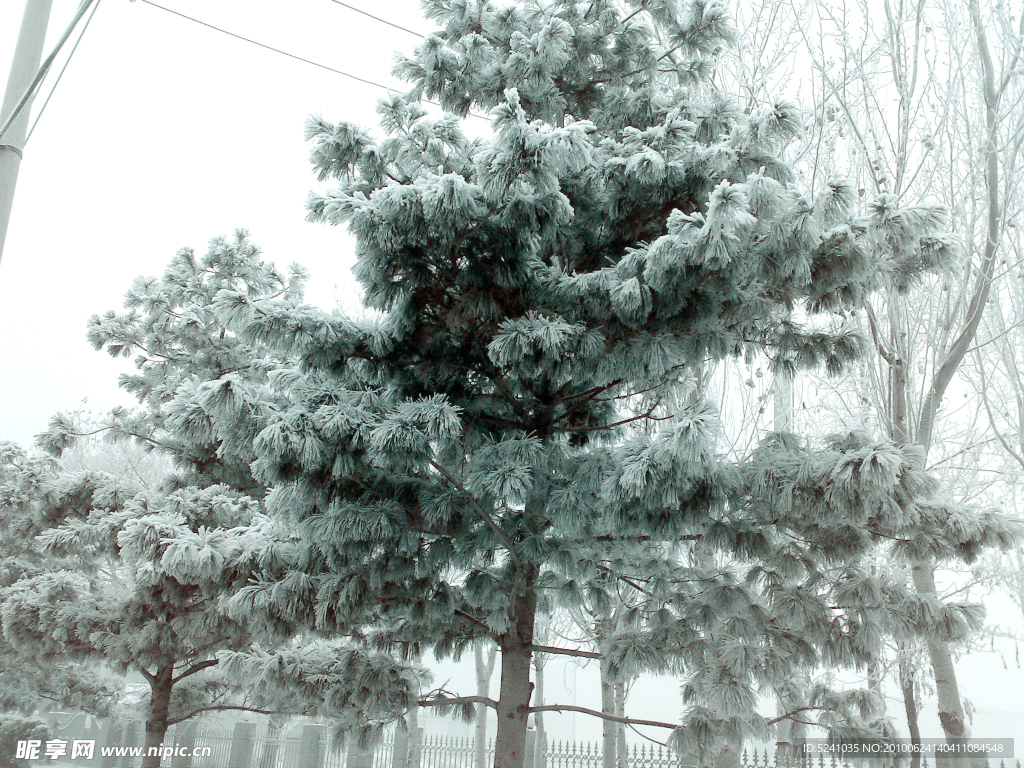 雪景