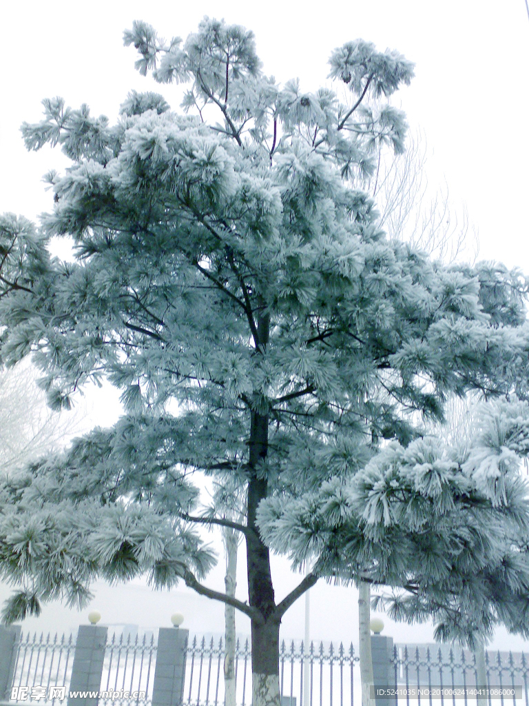 雪景