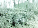 雪景