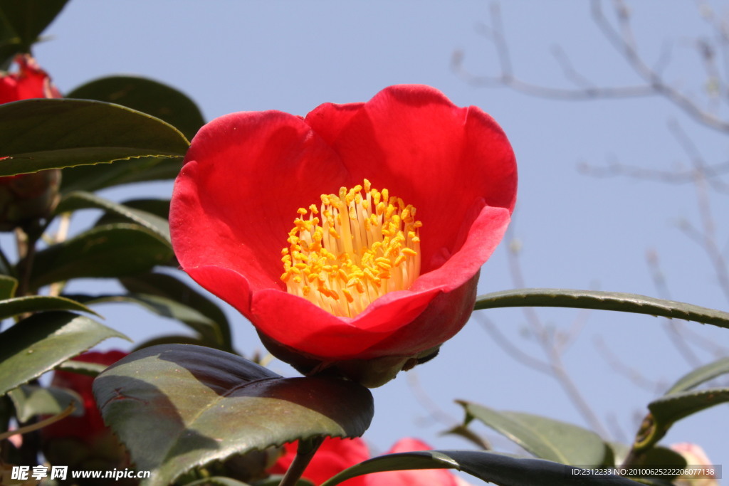 山茶花特写