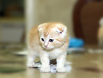猫咪