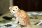 小猫