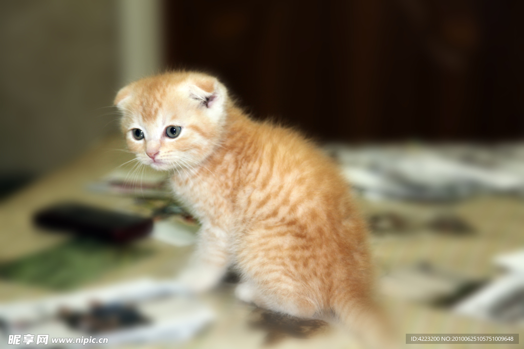 小猫