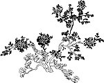 牡丹