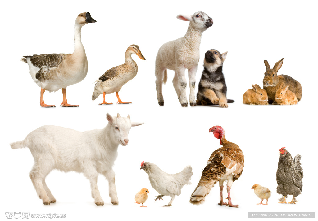 家禽图片100种 动物图片