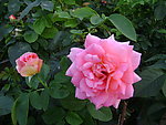 月季花