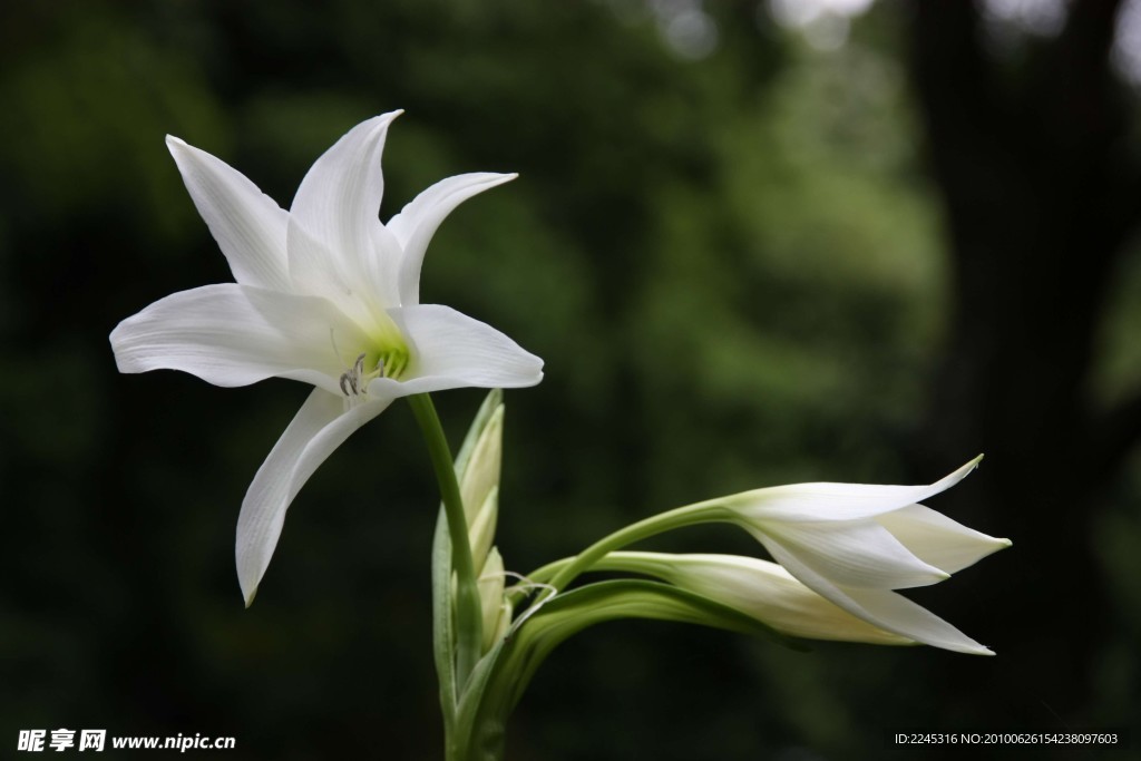 百合花