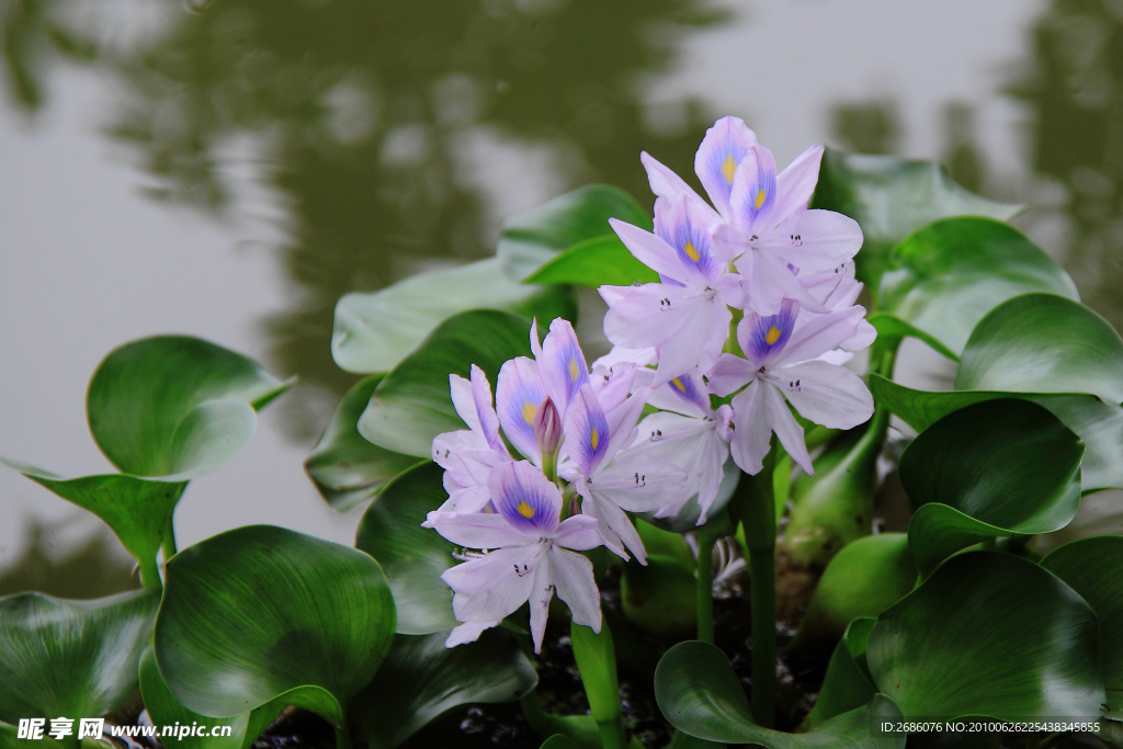 小花