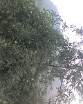 李子
