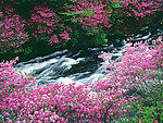 杜鹃花