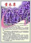 薰衣草