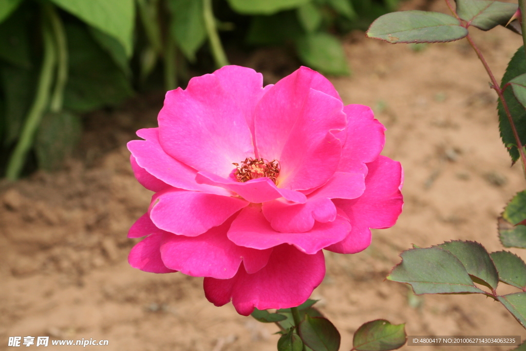红色月季花