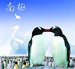 南极企鹅（分层不精细）