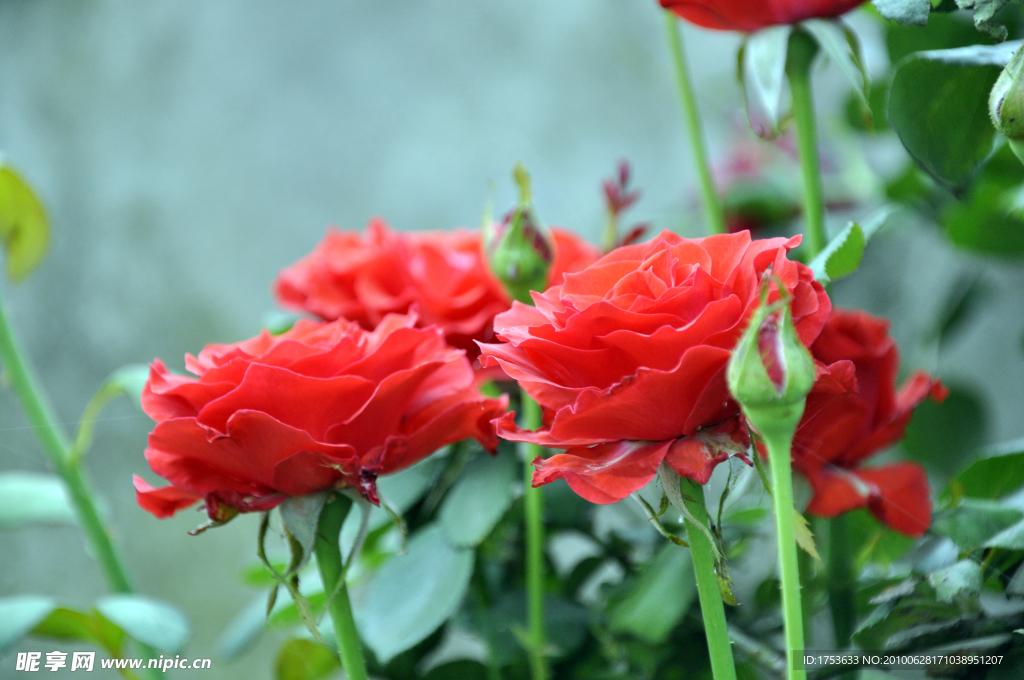 月季花
