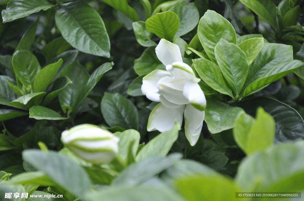 栀子花
