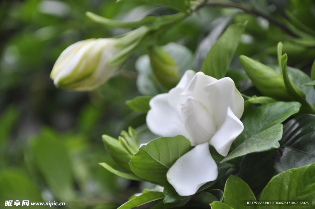 栀子花
