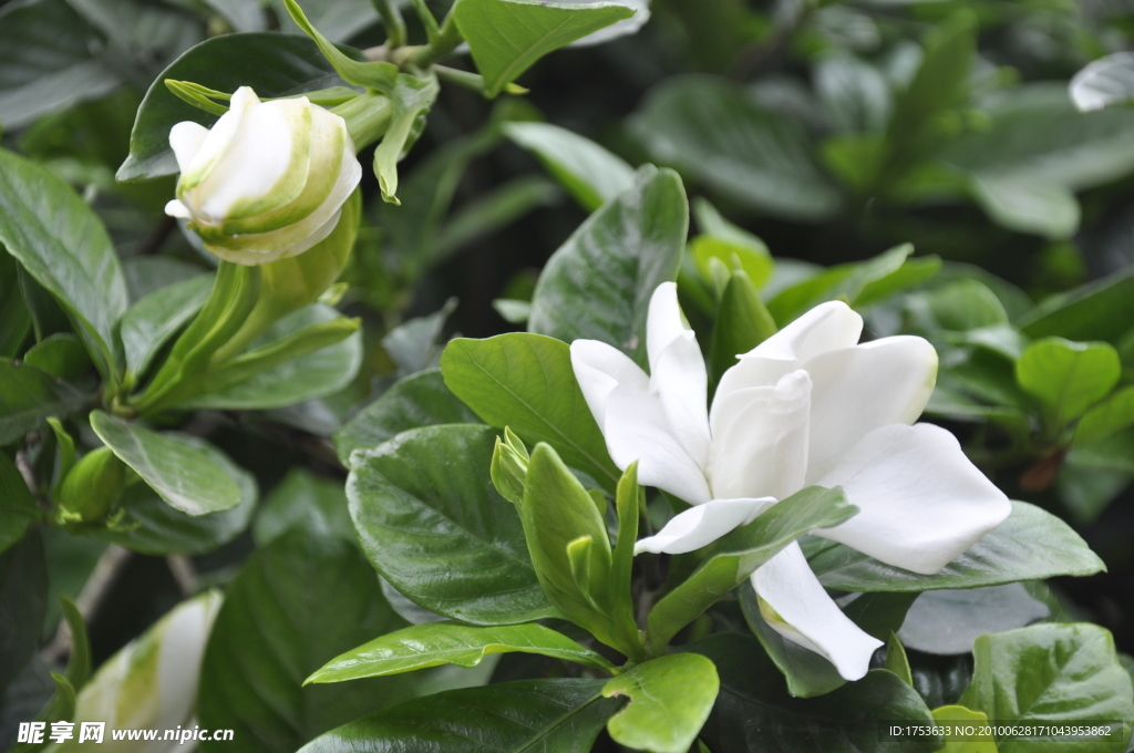栀子花