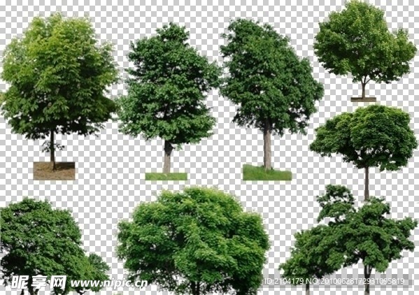 树 景观树（实际像素下非高清）