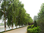 小河晨景