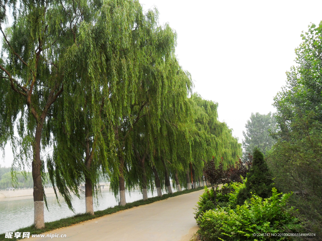 小河晨景